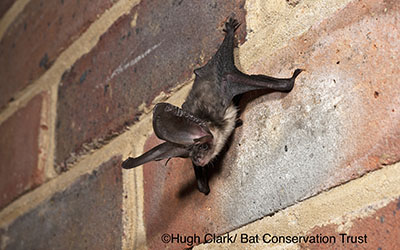 bat_access_at_tudor