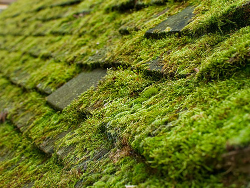 Typical moss on roof.