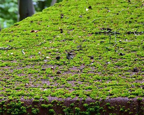heavy moss growth on roof