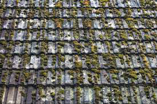 heavy moss growth on pantile roof
